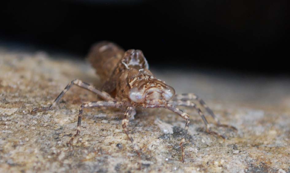 Sconosciuto: exuvia di Boyeria irene